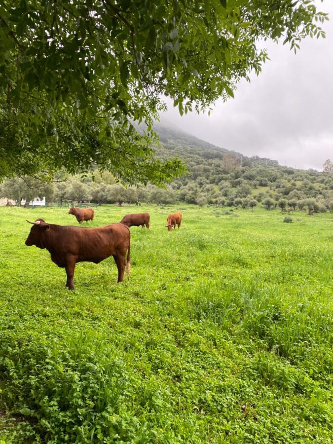 Casa Rural El Vihuelo เอลบอสเก ภายนอก รูปภาพ