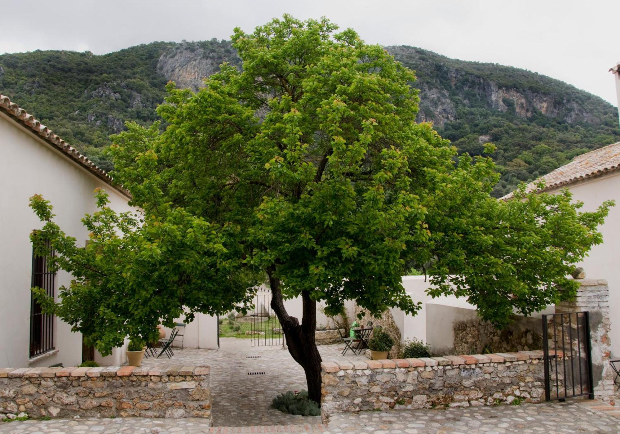 Casa Rural El Vihuelo เอลบอสเก ภายนอก รูปภาพ